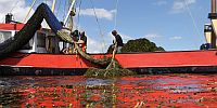 Waar kun je varen? Stand van zaken waterplanten maaien