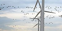 Radarsystemen beschermen vogels tegen Windturbines?