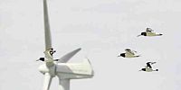 Windmolenpark mogelijk onveilig voor watervogels