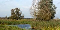 Flevolandse natuur