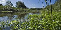 Waterplantenwoeker in westelijk Markermeer en Randmeren is voor recreatievaart een bedreiging, maar voor de veevoederfabrikanten een kans!
