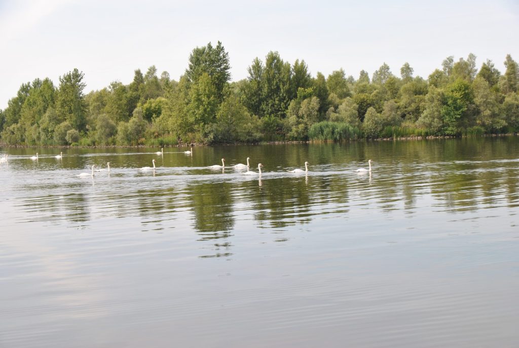 Naar een Natuurwinstplan voor het IJsselmeergebied